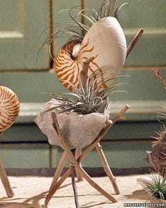 How to Make Seashell and Driftwood Planters